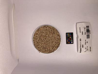 Click for 1 image(s) for this accession. SEED